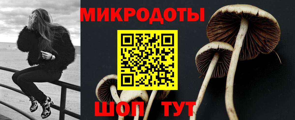 Псилоцибиновые грибы Psilocybe Сочи